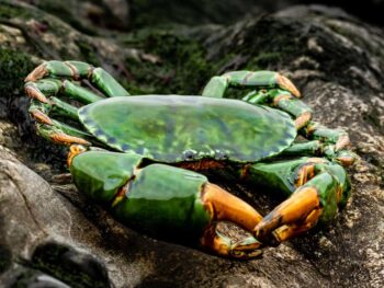 crabe en porcelaine vert