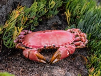 crabe en porcelaine rouge