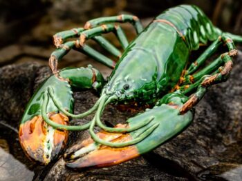 homard en porcelaine vert