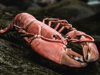 langouste en porcelaine corail